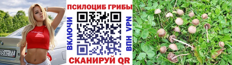 Галлюциногенные грибы Psilocybe  Аша 
